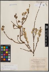 Foto von Salix cinerea subsp. atrocinerea (Brot.) Guinier
